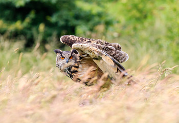 Eagle Owl taking off