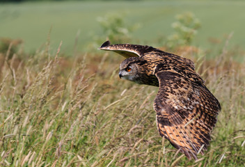 Eagle Owl in flight