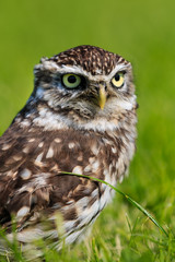 Owl in a field