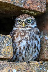 Little Owl in a hole in a wall
