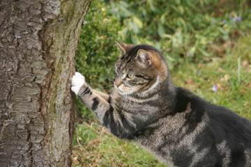 Kater schärft die Krallen