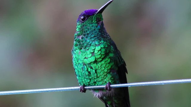 Beija-flor-de-fronte-violeta. (Thalurania glaucopis)