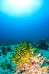Fototapeta na wymiar Feather stars on a reef