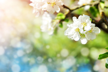 blurred apple tree background. Spring flowers on beautiful sunny day