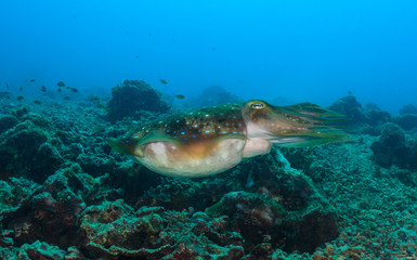 Obraz premium Cuttlefish on a reef