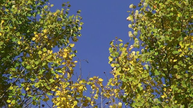Windstille - wenig Bewegung bei den herbstlichen Bl&auml;ttern in der Baumkrone vor blauem Himmel