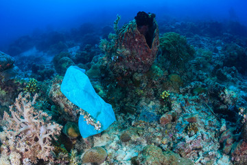 Discarded plastic bag pollutes a coral reef