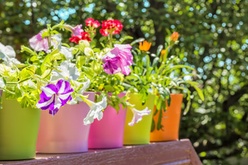 Bright summer flowers in colorful flowerpots backlit