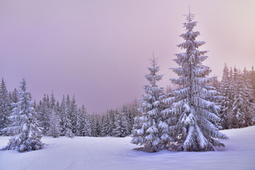 Snow covered trees in the foggy forest at the sunset