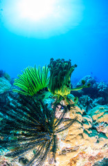 Colourful feather stats on a tropical coral reef
