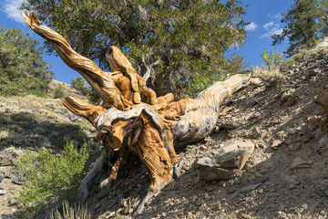 Bristle Cone Pine tree, CA, USA