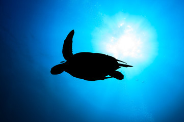 Turtle and Remora swimming by