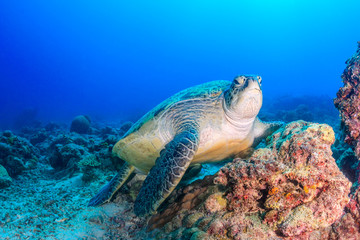 Fototapeta na wymiar Green Turtle on a coral reef on a dark afternoon