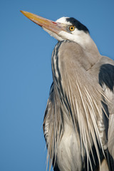 The Grey heron is living in temperate Europe, Asia and parts of Africa. It's a large bird up to 1 meter tall and adults weigh from 1 to 2 kg.