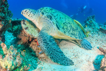 Green Turtle with background SCUBA divers