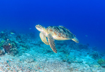Obraz na płótnie Canvas Green Sea Turtle on a tropical reef