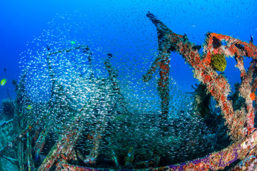 Fototapeta na wymiar Thousands of Glassfish swarm around the structure of an underwater shipwreck