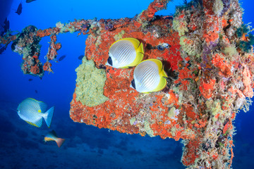 Butterflyfish around an underwater wreck