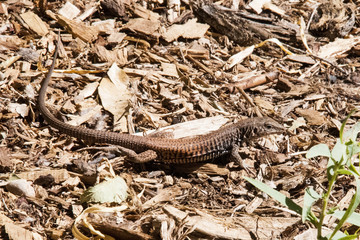 brown utah lizard