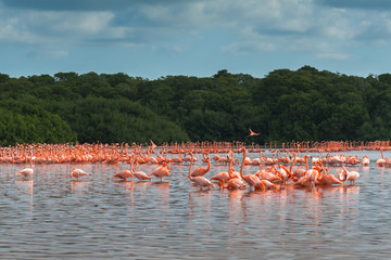 Obraz premium View of pink flamingos in Celestun, Mexico