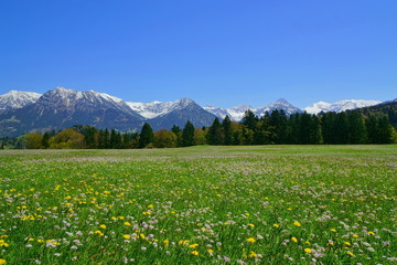 Obraz premium Bergwiese in den Alpen mit Schnee auf Gipfeln