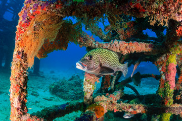 Sweetlips and tropical fish around an underwater structure