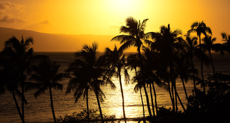 Fototapeta na wymiar yellow sunset and palm tree