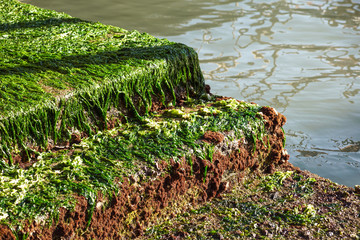seagrass on the rock,seaweed on the rock,moss,algae