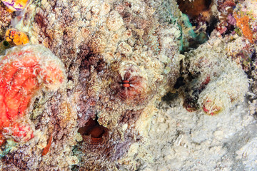 Very well camouflaged octopus and eye