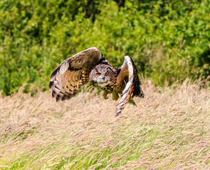 Eagle Owl flying low over a meadow