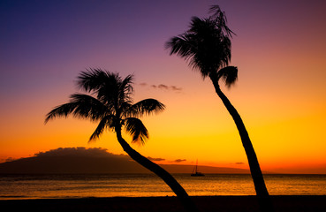 two palm trees and sunset