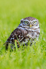 Little Owl in long grass