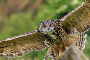 Eagle Owl swoops low over a field