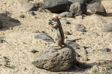 barbary ground squirrel - typical of fuerteventura