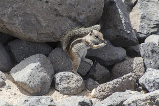 barbary ground squirrel - typical of fuerteventura