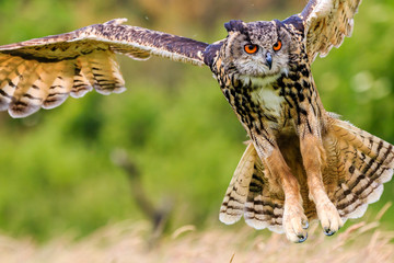 Fototapeta premium Eagle Owl swoops in low hunting its prey