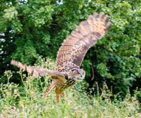 Eagle Owl in flight