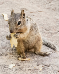 Naklejka na ściany i meble Grey Squirrel eating potatoe chips
