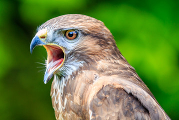 Falcon with its beak open