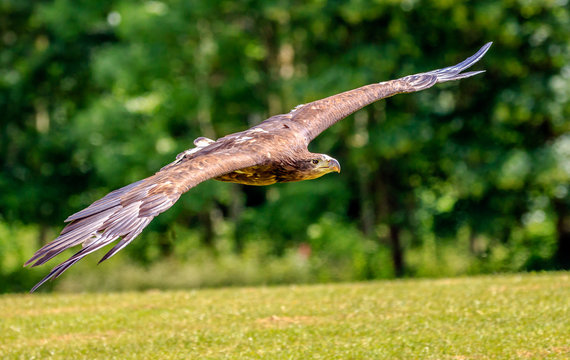 Sea Eagle swooping low over a field