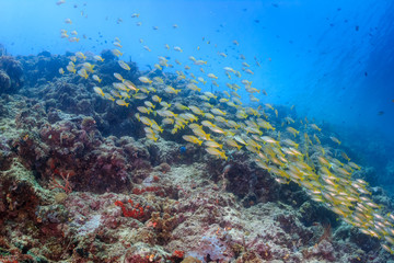 Fototapeta na wymiar Shoal of Snapper on a tropical coral reef