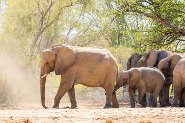 Fototapeta na wymiar Afrikanische Elefanten (Loxodonta africana) im Aba Huab Trockenflussbett