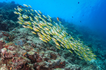 Fototapeta na wymiar School of snapper on a coral reef