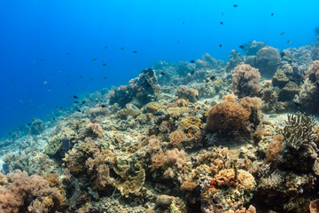 Fototapeta na wymiar Tropical fish swimming around a healthy coral reef