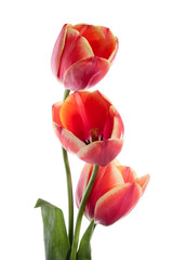 Three beautiful tulips