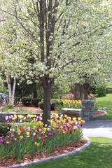 beautiful display of tulips in garden with a tree in full bloom