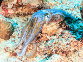 Well camouflaged Squid on a coral reef © whitcomberd