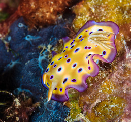 Fototapeta na wymiar Vividly colored Nudibranch on a tropical coral reef