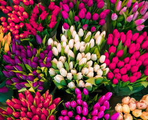 Flowers. Colored bouquets of tulips. Tulips for Women's Day and Mother's Day. Also for brides bouquets for weddings. Happy new year, or Valentine's day.  8 march