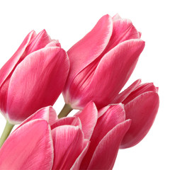 Fototapeta premium Tulips